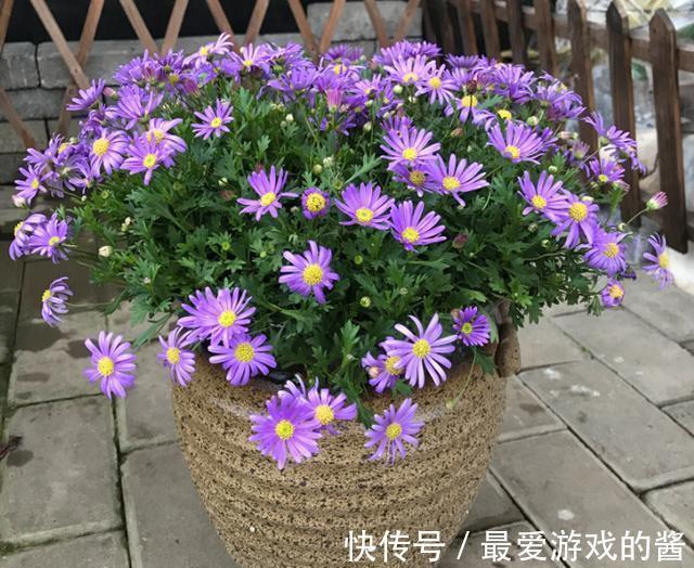 养花试试这几款,开花时灿烂活泼,有极好的开花性能