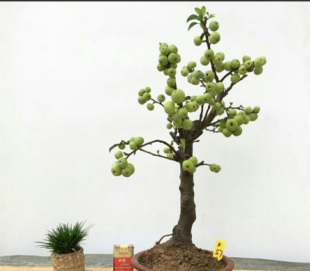 冬红果被制作成盆景后,原来也可以这么美观