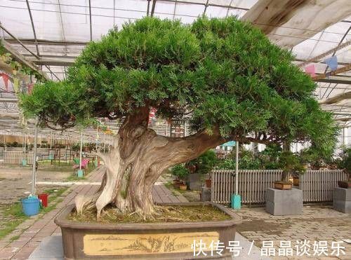 技巧|3种名贵盆景山上遍地有,教你养护技巧,个个价值高造型佳