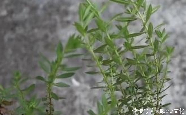 侵权请告知删除|这种野草在农村遍地有，就连牲畜也不愿吃，偏偏药用有奇效