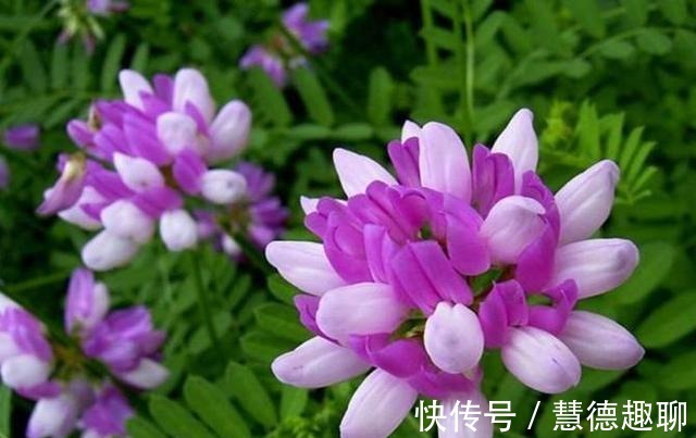 春天里|紫云英花——那是我的思乡之花