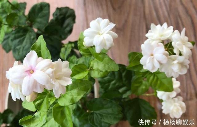 根系|茉莉花落叶“光秃秃”,及时处理,起死回生,恢复枝繁叶茂