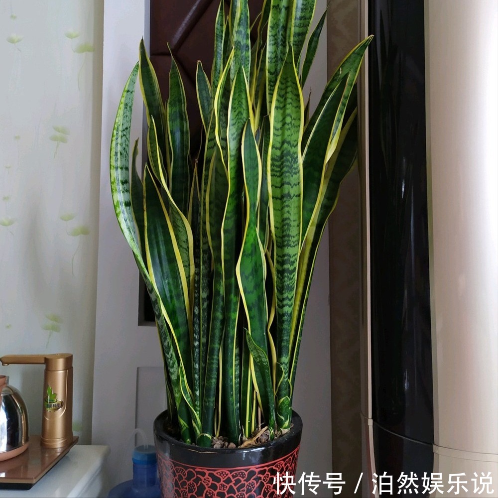 5种客厅“懒人花”,耐阴又耐旱,天天不管它,挤出满盆大笋芽