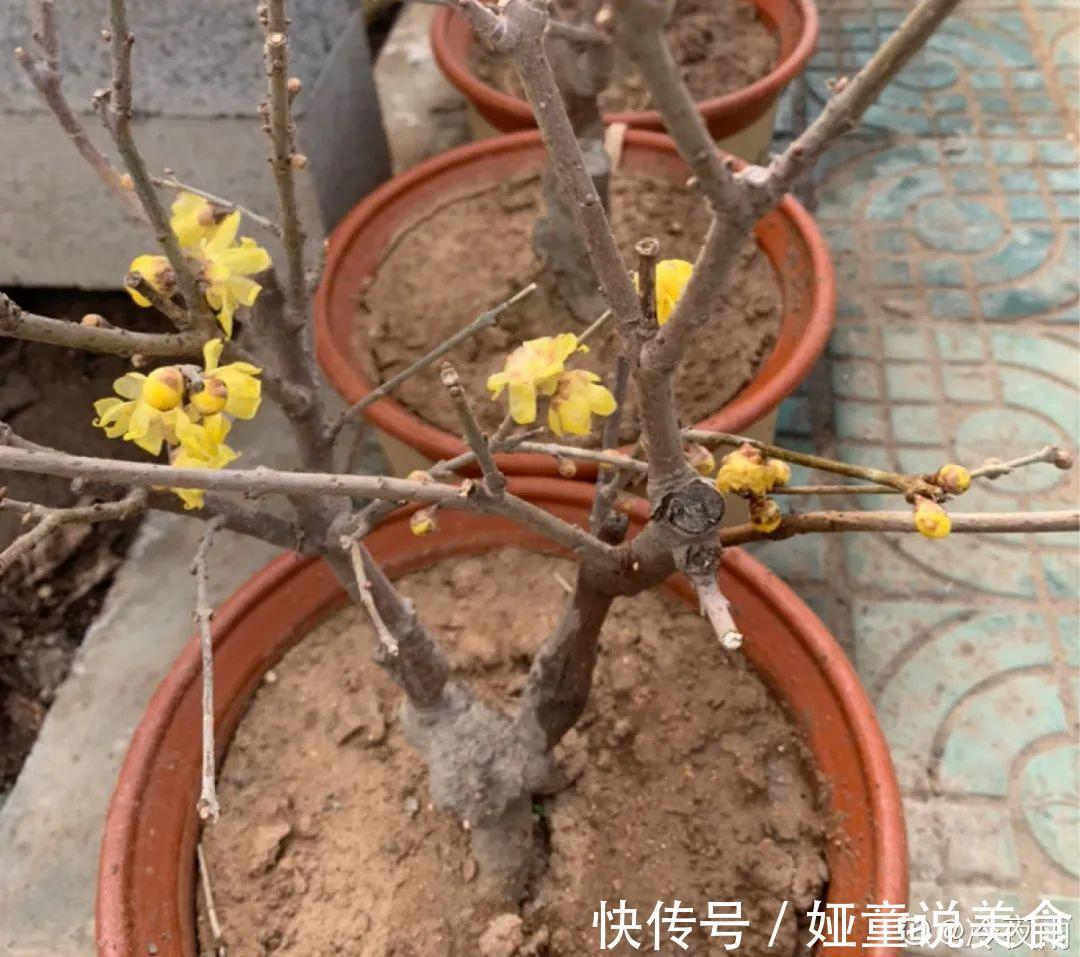 9种花是富贵命,必须大盆养,小盆养会憋死