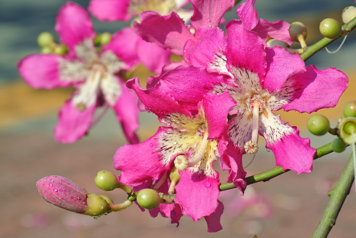此花有着美人一般的花姿,是代表了非凡的美丽的花,而且秀色可餐