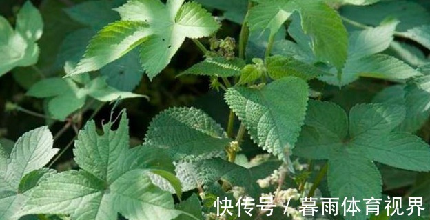 野草|农村地里一种常见野草,是治“皮肤瘙痒”的好药,一涂很快就见效