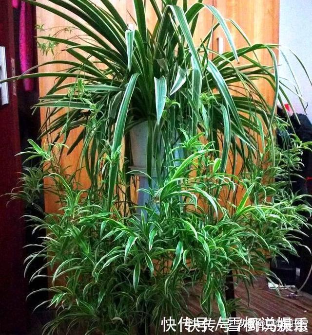 养花|家中常见一种料，花盆里放一勺，就是万能肥，养花非常赞，呼呼长