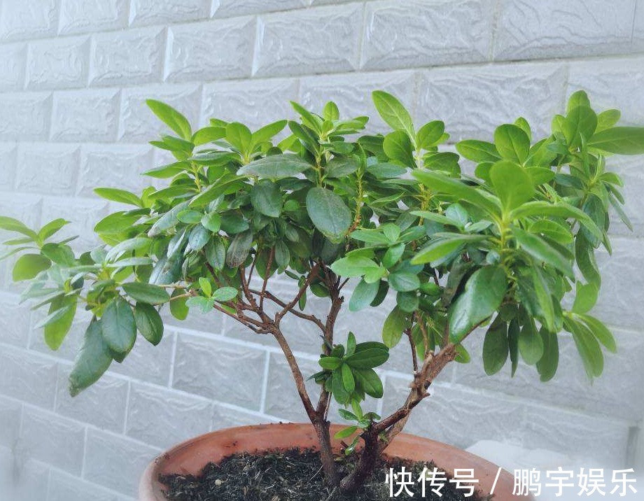 3种花要休眠了,快别浇水了,再浇就死了!