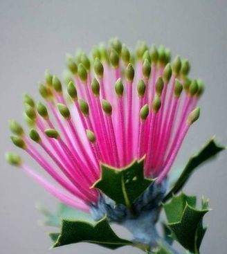 喜欢月季,不如养珍稀花卉”火柴“拔克西木,形似火柴,十分稀奇