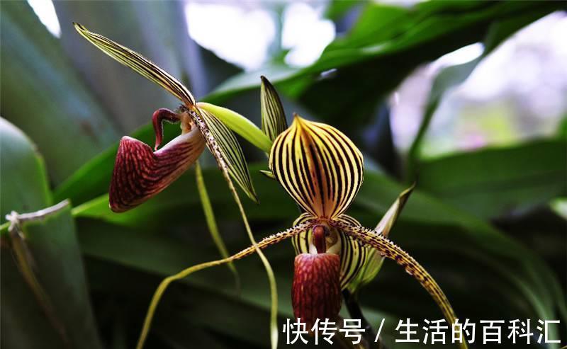 养花试试这款,清新别致,赏心悦目,真的非常好看