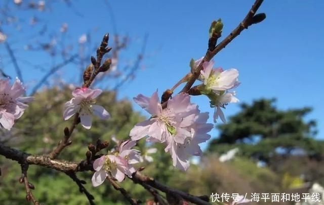 樱花大盘点！春天里的樱花你都认识么？