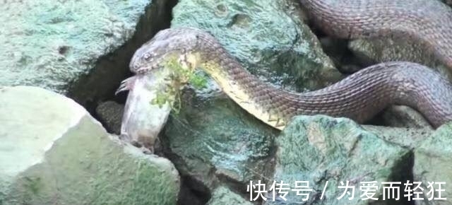 老农河边钓鱼时发现海滩上有东西在蠕动,仔细一看,瞬间乐坏了!