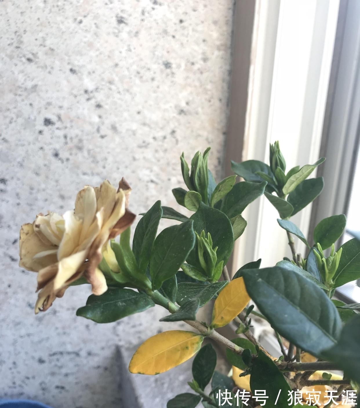 养殖|栀子花叶黄掉苞,是3大原因造成的,怎么办?