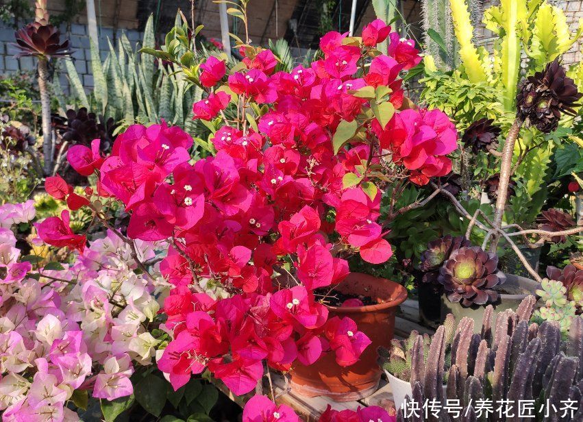 三角梅的正确打理技巧，买到就要做对，养护才简单，才能四季开花