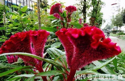 冠花|养肝不花药钱:3种食物坚持食用,肝脏一天比一天好