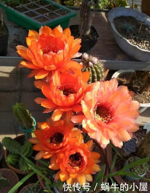 5种花真皮实,30天不浇水照样枝繁叶茂,绽放层叠群花!