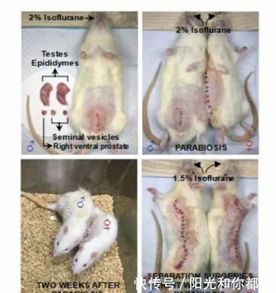 怀孕|公鼠成功怀孕生崽,男人生孩子还远吗?