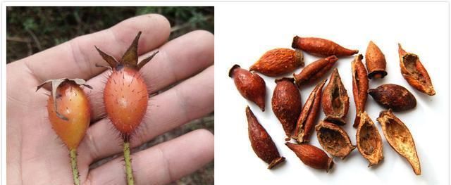 小时候吃过的农村野果,你还记得几个看这里童年的味道我知道