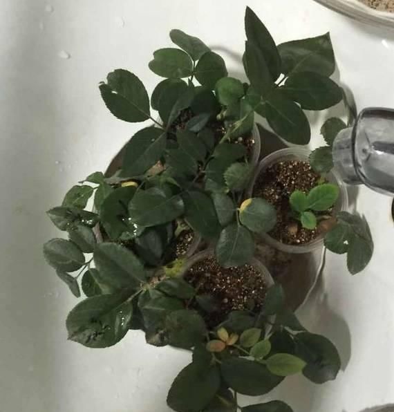 学会这种扦插法，2周生根，插什么活什么，太简单了！