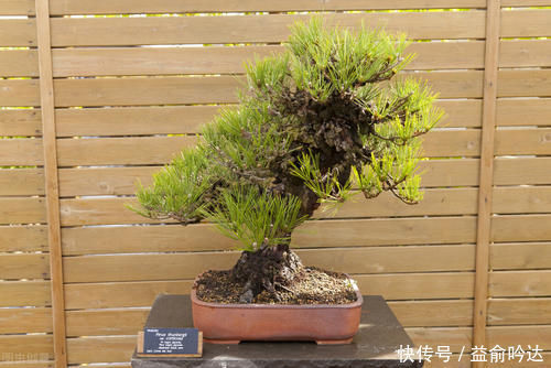 旺盛|刚入手的黑松如何养护?别急着上盆,开始很重要,做好3个措施,生长更旺盛