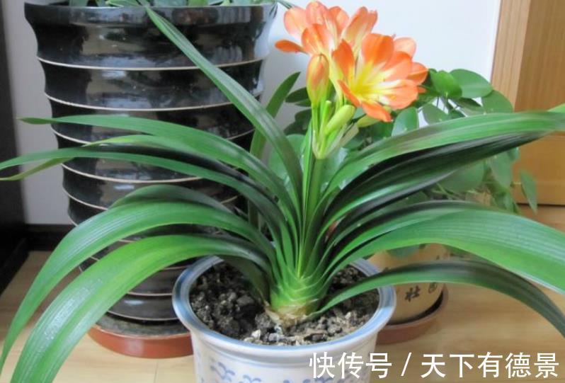 肉质根|8月该如何“唤醒”君子兰？照顾到这4点，盆栽9、10月开花早