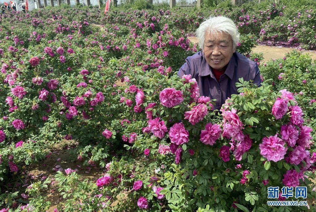 玫瑰花开醉游人