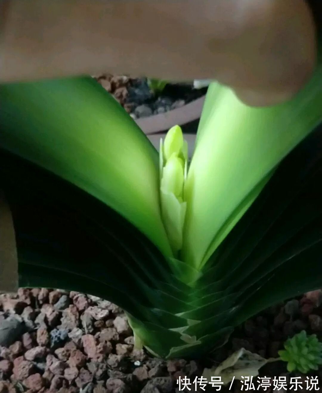 红艳艳|谁说君子兰在夏季休眠不开花只需一招,照样开花爆盆红艳艳