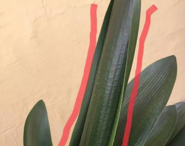 君子兰长出抽屉叶怎么办直接用刀割成开裆裤恢复吧