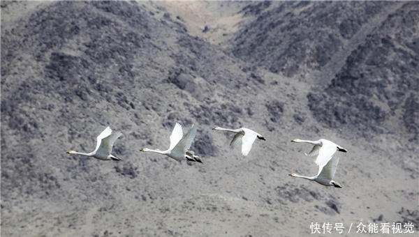 天鹅热门“打卡地”，“游客照”走一波！