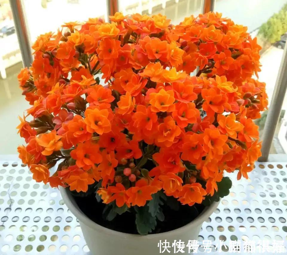 寓意|五种“吉祥花”,建议养一盆,不仅寓意好,还利于健康