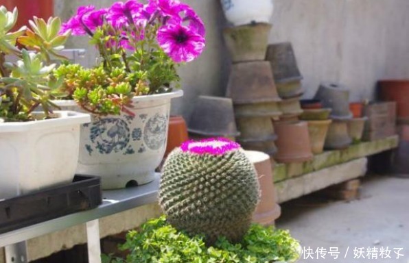 玉翁玉翁|他养了1盆“仙人球”,开花100朵,漂亮极了,大家都说头回见