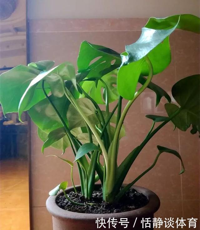 开春别换盆了，这7种东西撒土里，花吃了新叶子呼呼冒！