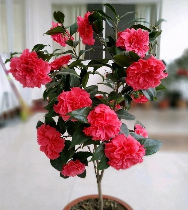春节|寒冬养茶花,4个窍门“摸透它”,春节开大花,华贵娇艳满枝丫