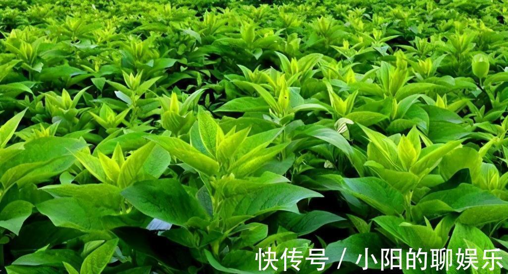 食补|野外遇见一簇草,过路医生连忙采挖,一问才知,是珍贵黑人参