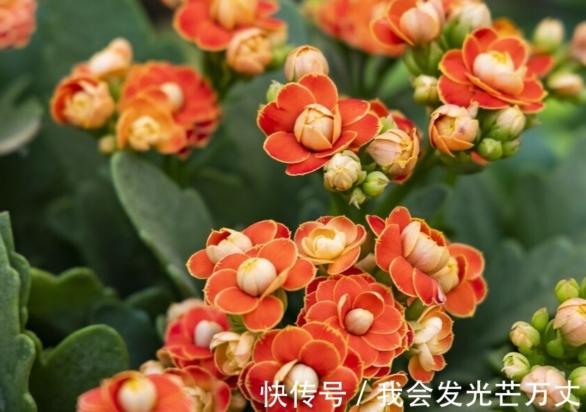 长寿花|长寿花没必要养太杂,老花友们基本都倾向于这些