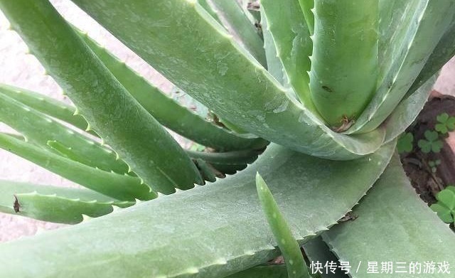 如果连这几种花都能养死,以后就不要养花了