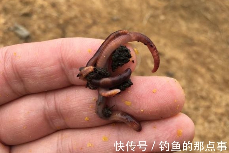 蚯蚓|钓点有鱼,却总是不咬钩!庆幸我换用了这3招,接连中鱼忙不停
