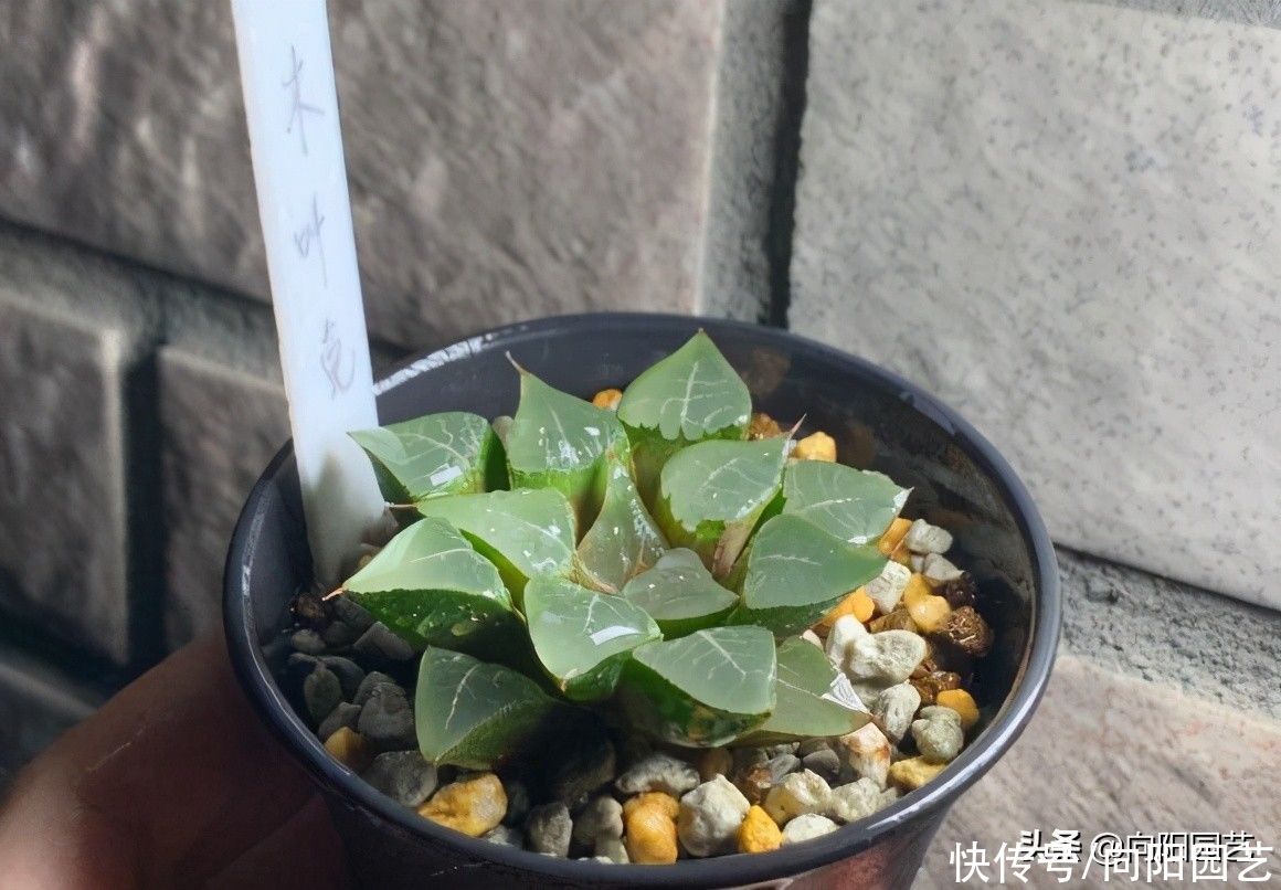 多肉植物|玉露的根烂掉了,一点根都没了,埋到蛭石里,1周长出大白根