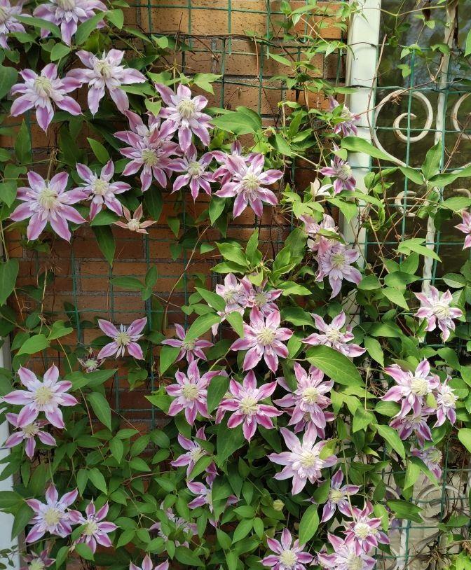 4种“泼辣花”，要用大盆养，开花多到炸，小盆养，越养越差