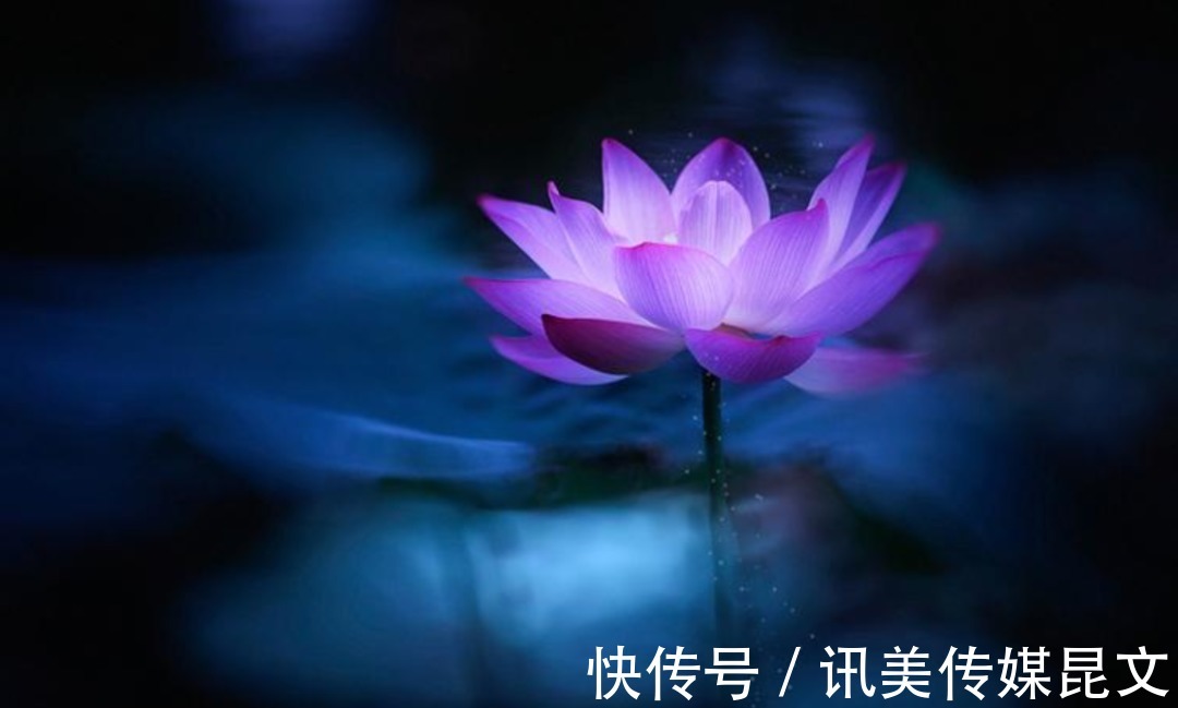 月色|荷花 明艳,十首有关荷花与月色的诗词,在月光里流溢荷香