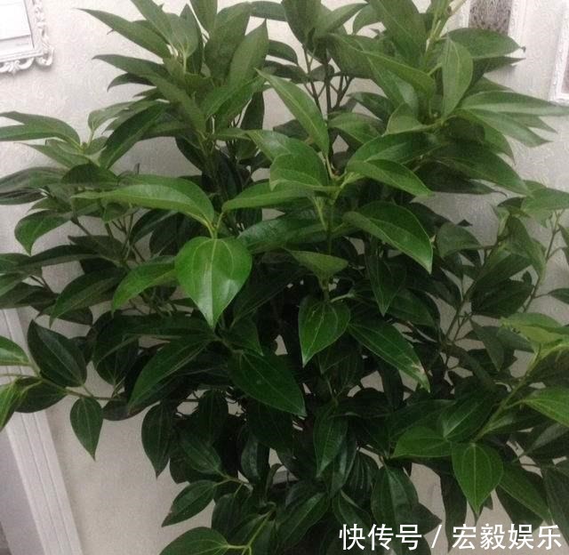 6种“吉利花”养在客厅里,一帆风顺,运气好,日子越过越顺当