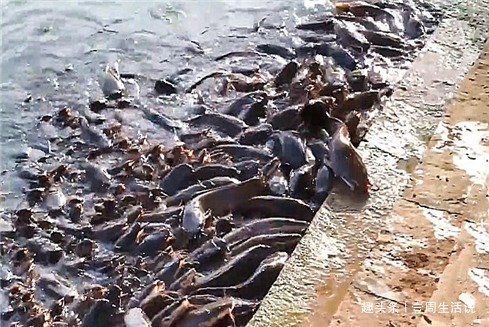 江湖救急令！这种鱼正在危害我国的生态安全，钓鱼人出手吧