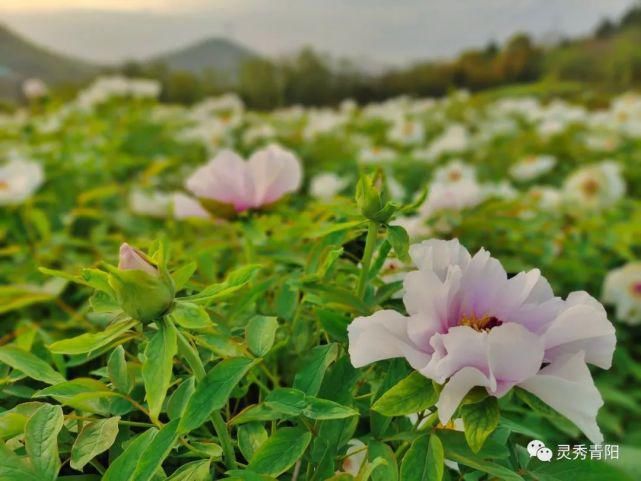 酉华镇：牡丹花开 艳领群芳