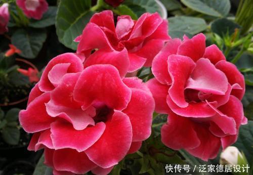 花友|家里养4种花，不要浇水在叶片上，容易黑腐烂叶！