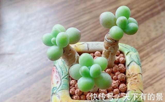 把多肉养绿很容易,但是能绿得这么漂亮的真是太难了,太喜欢了