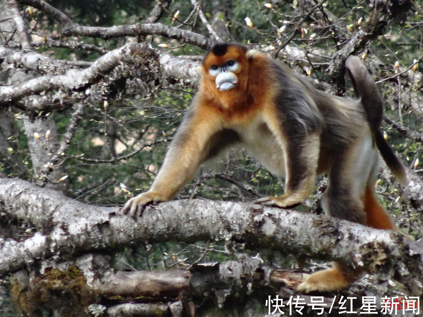 川金丝猴|走进九寨新12景｜九寨天珠、云顶秘境……还有这6处新晋景区景点