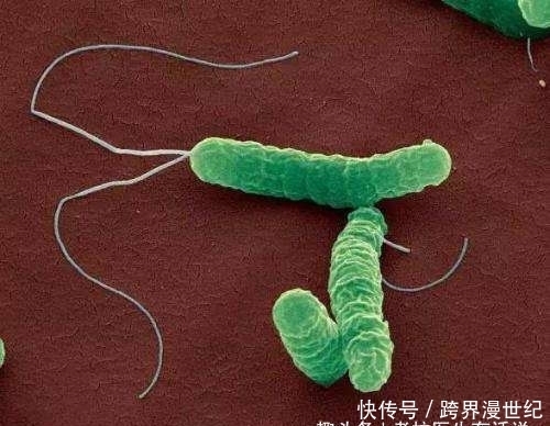 螺旋杆菌|藏在胃里幽门螺旋杆菌,怎么将他排出体外,我们可以这样做