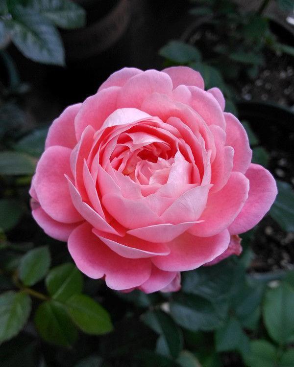 几种花是“花卉中的劳模”,沾土就活,20天就能开花爆满盆