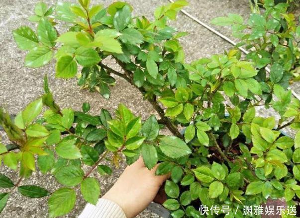 想贪便宜又想养花,冬天就买这3样盆栽,来年开春嗖嗖开花