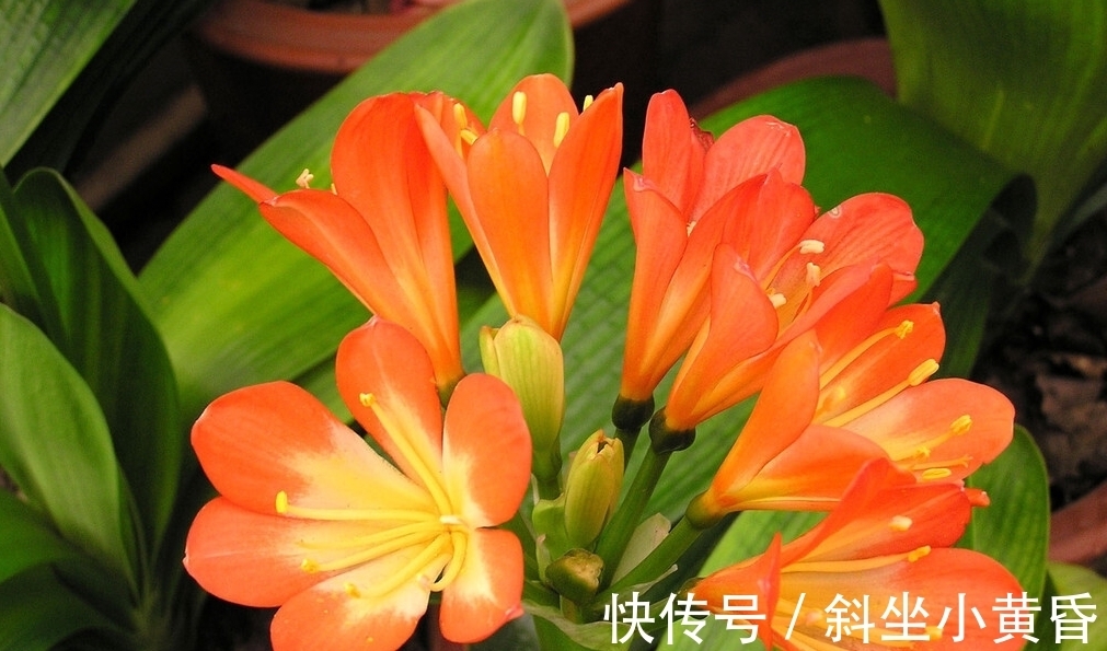 养好君子兰,要注意这些细节,君子兰才能生长旺盛